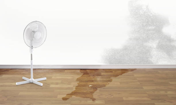 Best Water damage contractors near me  in Champaign, IL
